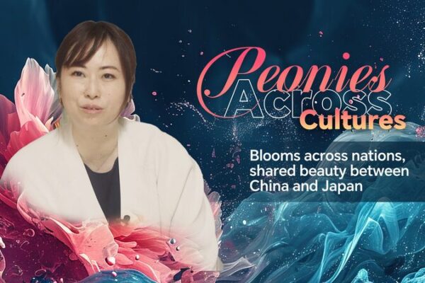 Peonies Unite: China and Japan Celebrate Shared Floral Heritage Peonies bloom across nations, shared beauty between China and Japan video poster