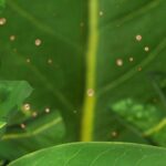 Plant Leaves Can Absorb Accumulate Airborne Microplastics 