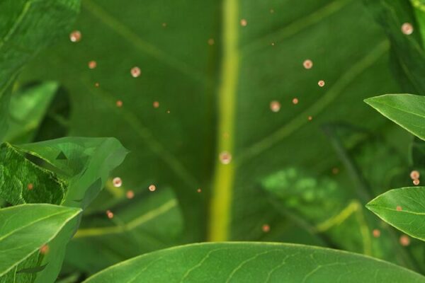 Study Reveals Plant Leaves Absorb Airborne Microplastics, Entering Food Chain Plant leaves can absorb, accumulate airborne microplastics