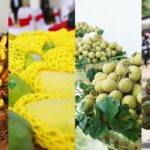 Popularity of Cambodian Fruit in China Highlights Growing Ties 