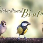 Protecting the Balance Under Their Wings 