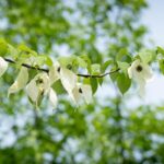 Rare Dove Tree Blooms Enchant at Fanjing Mountain 