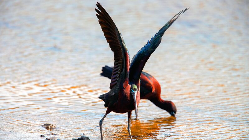 Rare Glossy Ibises Spotted in Qingdao Wetlands Rare glossy ibises spotted in Qingdao