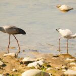 Rare Sighting Asian Openbill Storks Emerge in Guizhou 