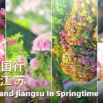 Rhododendrons in Full Bloom off to Jiangsu or Guizhou Video Poster 