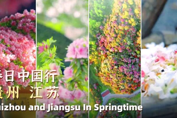 Fiery Blooms vs. Serene Scenes: Explore China’s Rhododendron Wonders Rhododendrons in full bloom: Off to Jiangsu or Guizhou? video poster