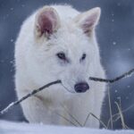 Scientists Engineer Wolves to Resemble Dire Wolves 