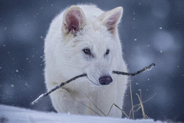 Scientists engineer wolves to resemble dire wolves