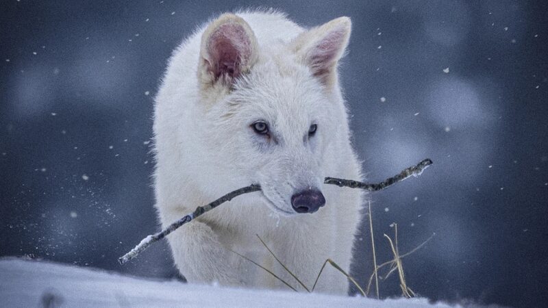 Scientists Engineer Wolves to Resemble Dire Wolves 