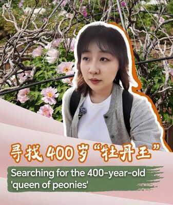 Searching for the 400-year-old 'queen of peonies' video poster
