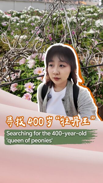 Searching for the 400 year old queen of Peonies Video Poster 