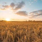 Smart Technology Helps Farmers Boost Efficiency Income 