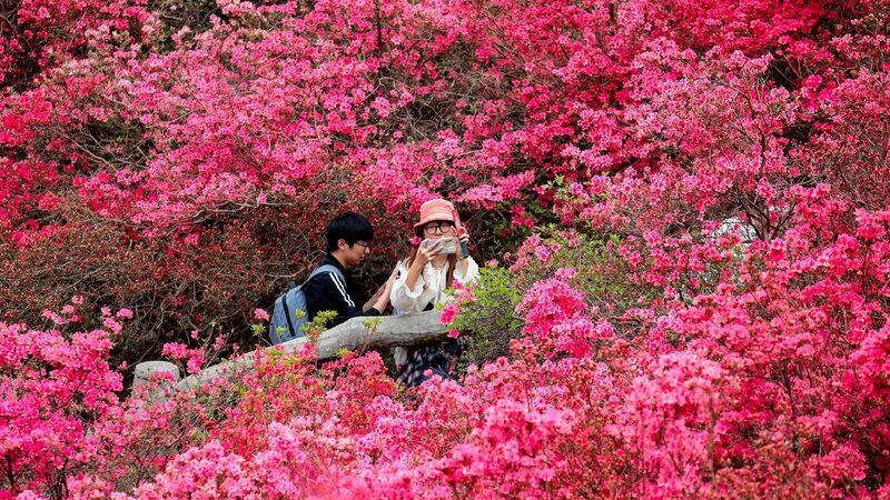 Spectacular Sea of Rhododendrons in Wuhan 