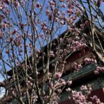 Spring Blossoms in Beijing a Qingming Tradition Video Poster 