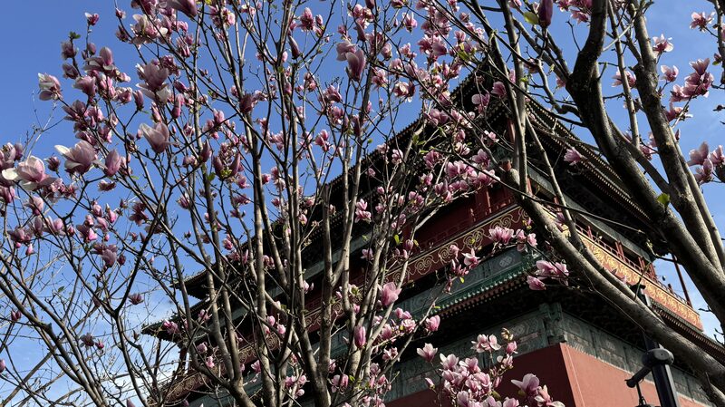 Spring Blossoms in Beijing a Qingming Tradition Video Poster 