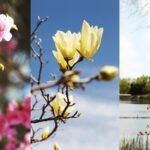 Spring in Full Bloom at Beijings Olympic Forest Park 