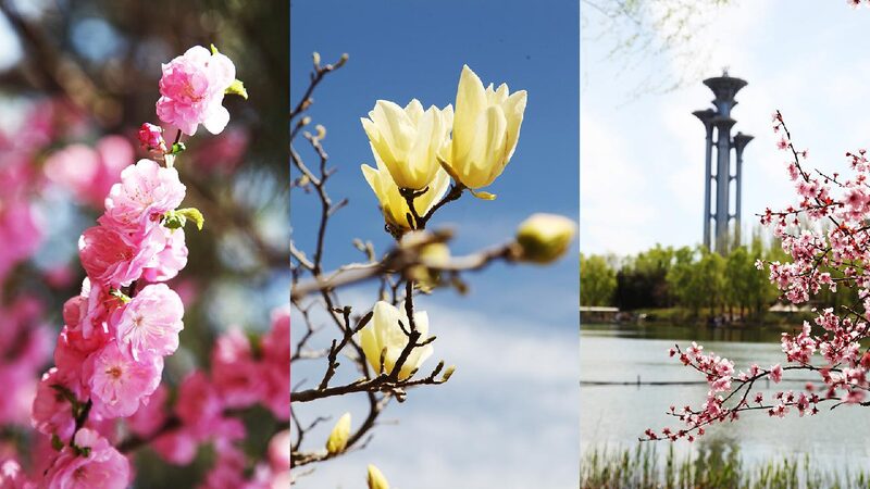 Spring in Full Bloom at Beijings Olympic Forest Park 