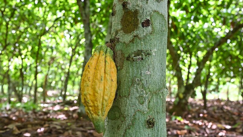 Côte d’Ivoire Cocoa Farmers Fear Impact of Potential US Tariffs Struggling Cote d'Ivoire cocoa farmers worried about U.S. tariff plans