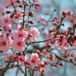 Tangdaowan Binhai Park a Green Tourist Destination 