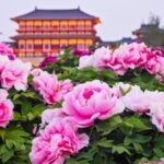 Time to Admire the Blooming Peonies in Luoyang 