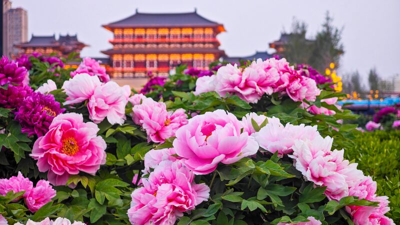 Time to Admire the Blooming Peonies in Luoyang 