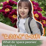 What Do space Peonies Look Like Video Poster 