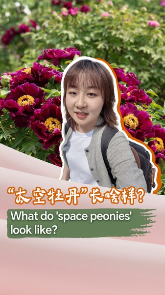 What Do space Peonies Look Like Video Poster 