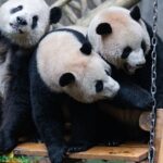 What Makes a Day for a Giant Panda in Chongqing 