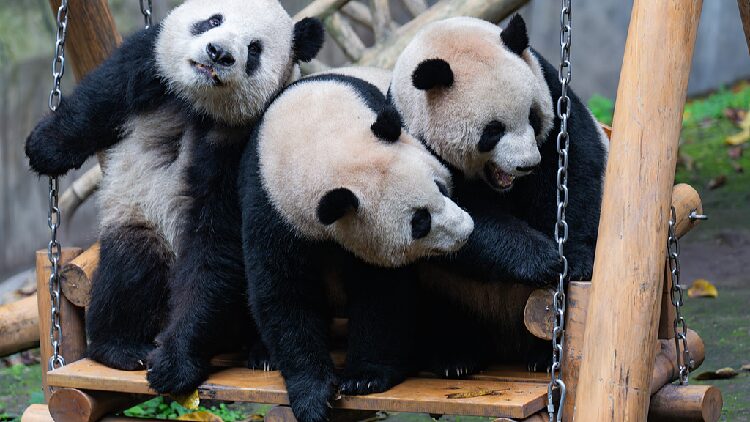 # - My News! What Makes a Day for a Giant Panda in Chongqing