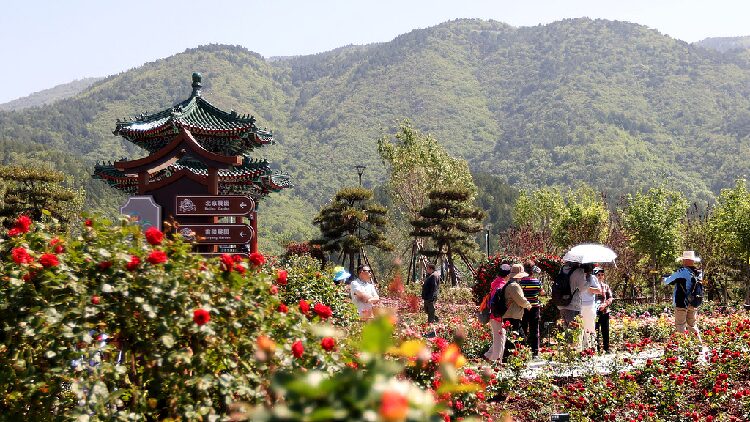 # - My News! Ai Services and Flower Products Promote Local Tourism in Beijing