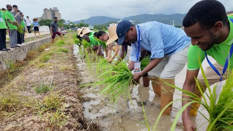 African Delegates Finish Training on Perennial Rice in China 