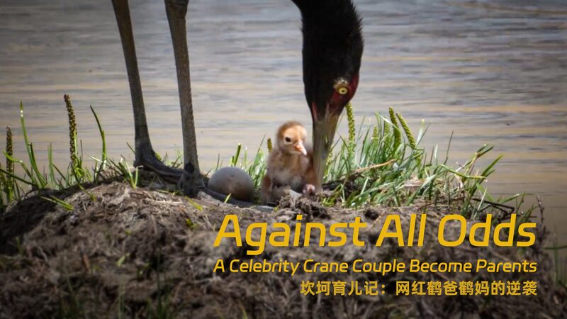 # - My News! Against All Odds Celebrity Cranes Become Parents Video Poster