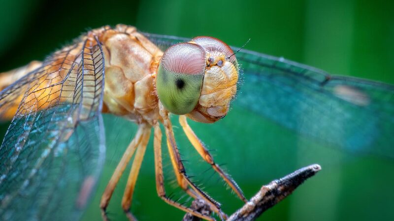 # - My News! Animal Brains Spark Innovation in Technology Conservation