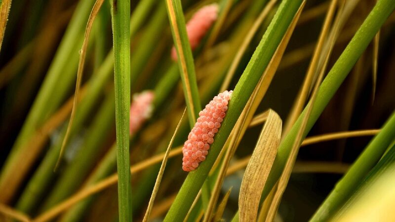# - My News! Biocontrol May Be Making Invasives Stronger