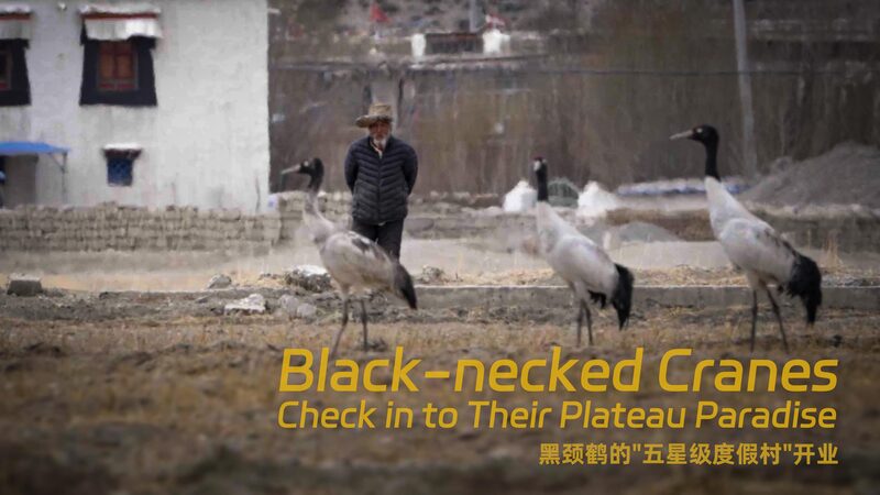 # - My News! Black necked Cranes Check in to Their Plateau Paradise Video Poster