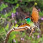 Blue throated Bee eater Displays Its Lightning quick Skills 