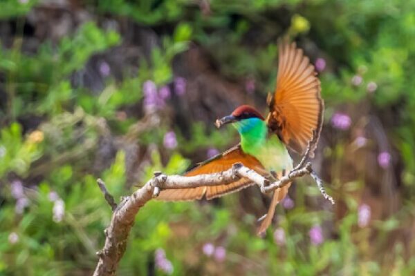 # - My News! Blue throated Bee eater Displays Its Lightning quick Skills