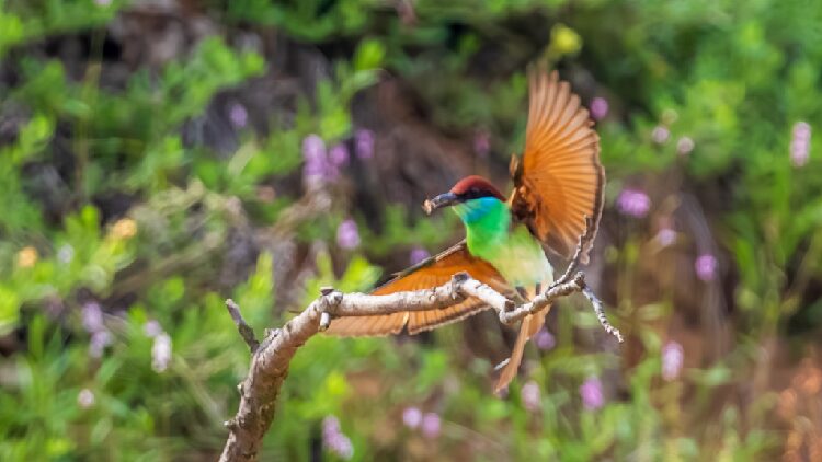 # - My News! Blue throated Bee eater Displays Its Lightning quick Skills
