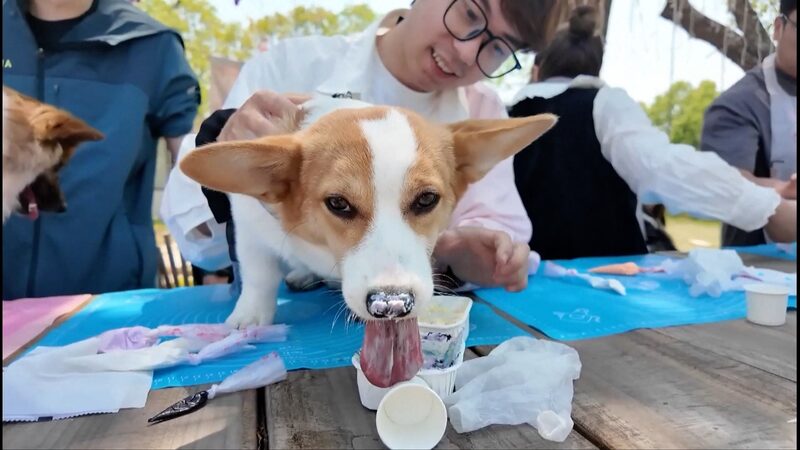 # - My News! Booming Pet Economy Spurs Pet friendly Venues in Wuxi Video Poster