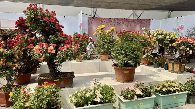 Bridging Cultures Roses Foster Global Exchanges Video Poster 