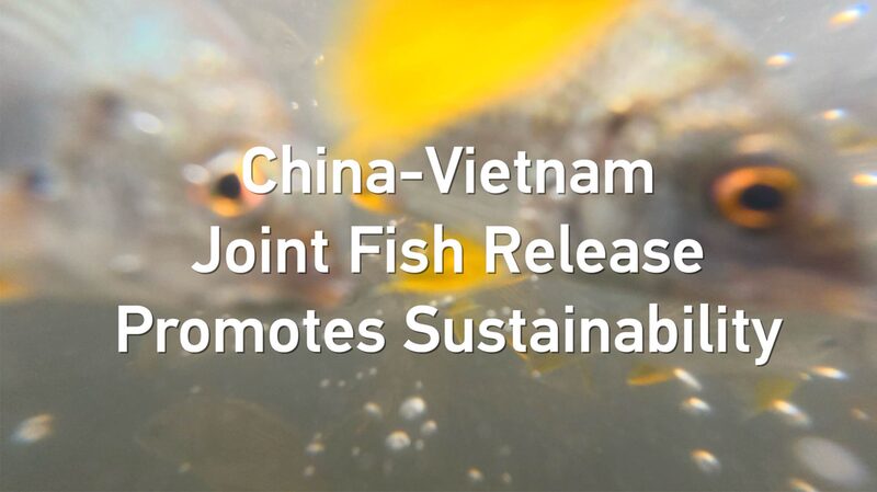 China and Vietnam Unite for Massive Fish Release in Beibu Gulf China-Vietnam Joint Fish Release Promotes Sustainability video poster