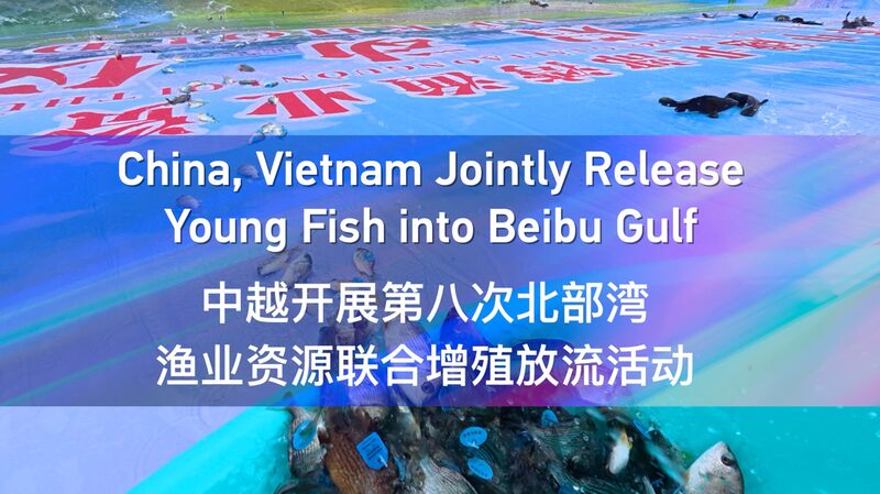 China Vietnam Jointly Release Young Fish into Beibu Gulf Video Poster 