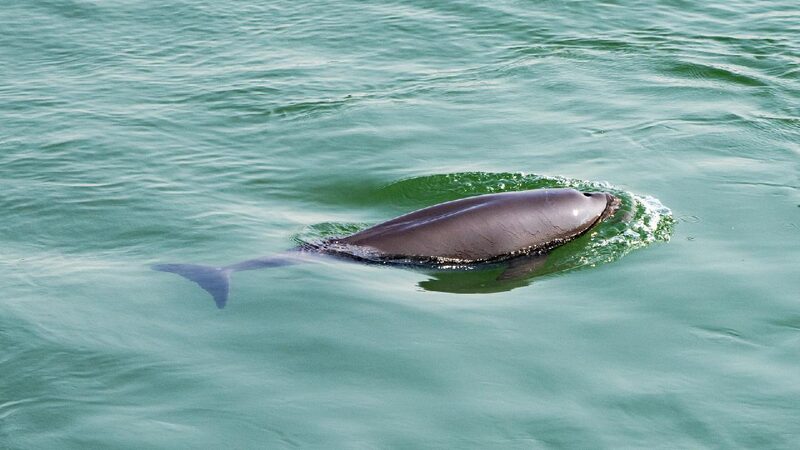 Yangtze River’s Biodiversity Flourishes After Fishing Ban China's iconic Yangtze River basin sees improving aquatic biodiversity