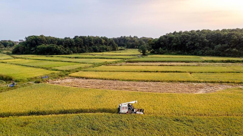 # - My News! Chinese Scientists Discover Heat resistant Rice Gene