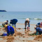 Clam digging Craze Draws Tourists to Coastal Rizhao 