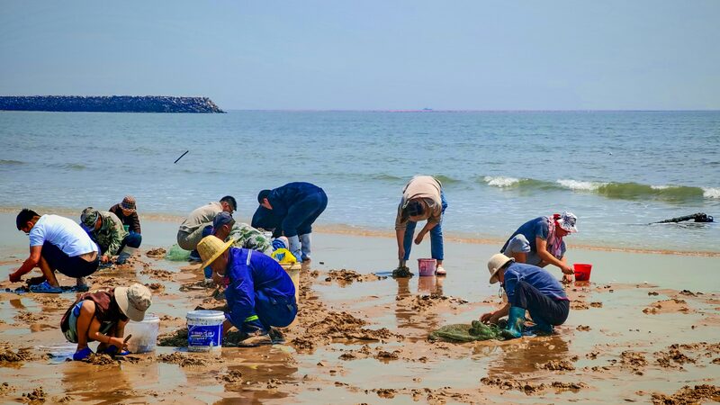 # - My News! Clam digging Craze Draws Tourists to Coastal Rizhao