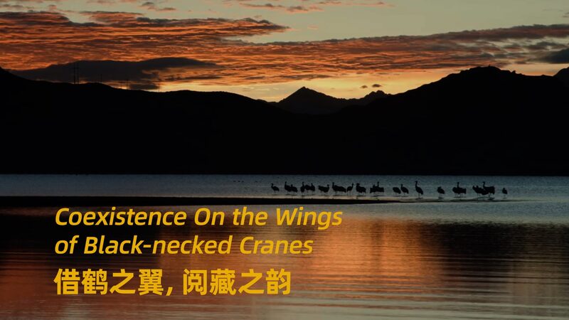 # - My News! Coexistence on the Wings of Black necked Cranes Video Poster