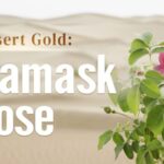 Desert Gold the Damask Rose Video Poster 