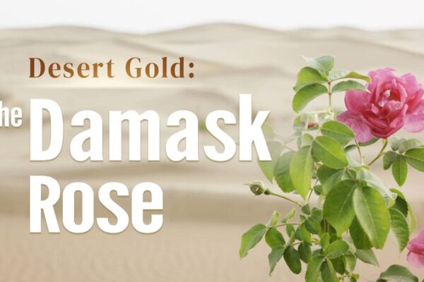 Desert Gold: The Damask Roses Blooming at the Edge of the Taklamakan Desert Desert Gold: The Damask rose video poster