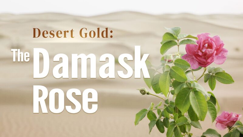 # - My News! Desert Gold the Damask Rose Video Poster